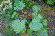 A rhubarb patch